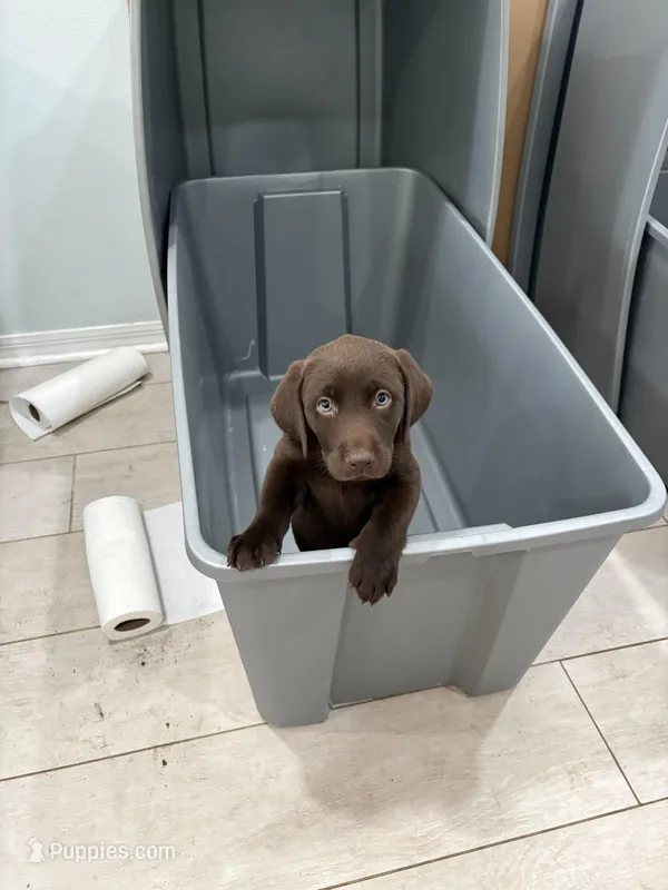 Chocolate Female Lab 18 – Labrador Retriever puppy for sale in Riverview, FL