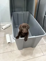 Chocolate Female Lab 18, a female Labrador Retriever for sale in Riverview, FL – 1 of 1