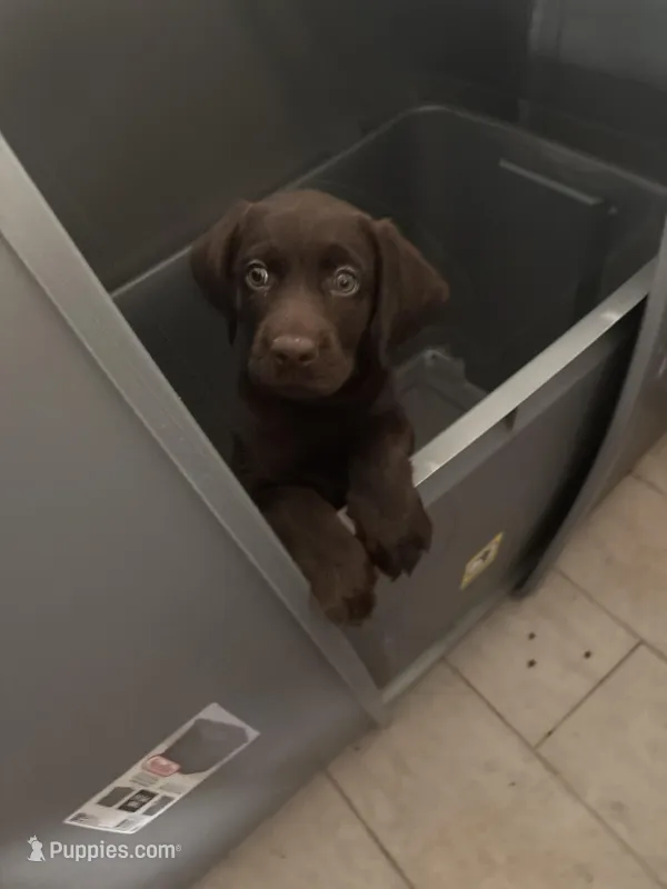 Chocolate Female Lab 18 – Labrador Retriever puppy for sale in Riverview, FL