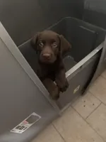 Chocolate Female Lab 15, a female Labrador Retriever for sale in Riverview, FL – 1 of 1