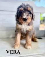 Vera, a female Bernedoodle for sale in Fort Wayne, IN – 1 of 1