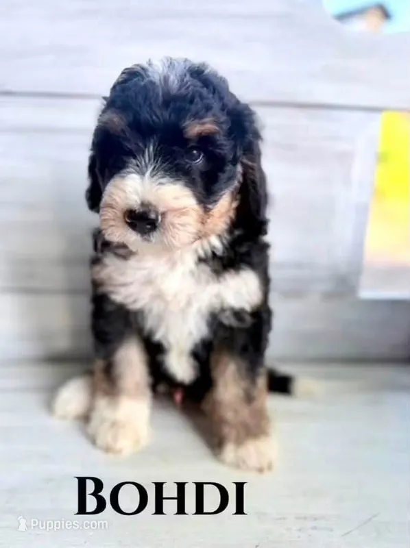 Bohdi – Bernedoodle puppy for sale in Fort Wayne, IN