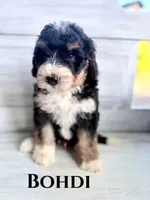 Bohdi, a male Bernedoodle for sale in Fort Wayne, IN – 1 of 1