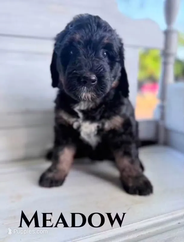 Meadow – Bernedoodle puppy for sale in Fort Wayne, IN