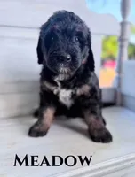 Meadow, a female Bernedoodle for sale in Fort Wayne, IN – 1 of 1