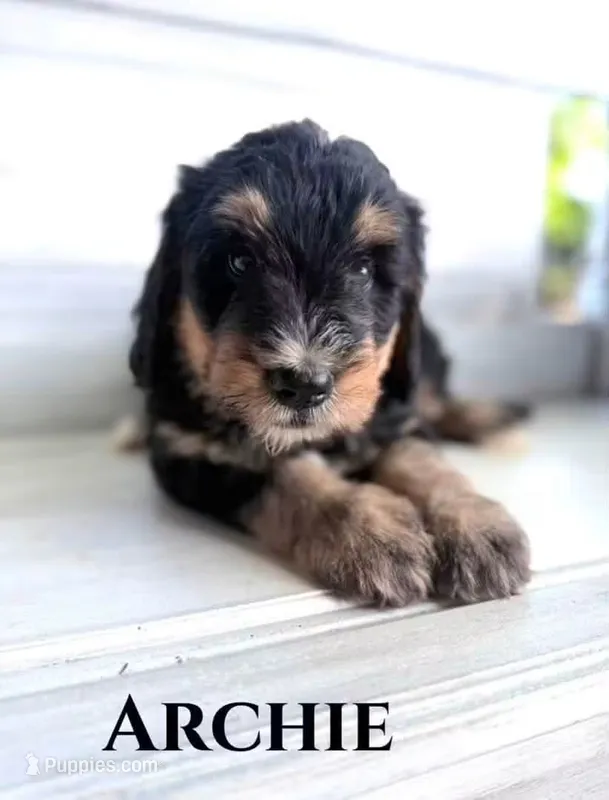 Archie – Bernedoodle puppy for sale in Fort Wayne, IN
