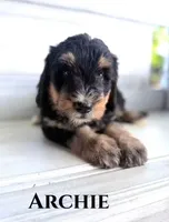 Archie, a male Bernedoodle for sale in Fort Wayne, IN – 1 of 1