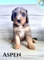 Aspen, a female Bernedoodle for sale in Fort Wayne, IN – 1 of 1