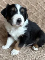 Black Tri Male 3, a male Australian Shepherd for sale in Cherryville, PA – Photo 2 of 2