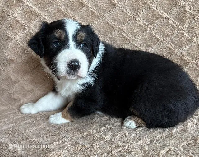 Black Tri Male 3, a male Australian Shepherd for sale in Cherryville, PA – Photo 1 of 2