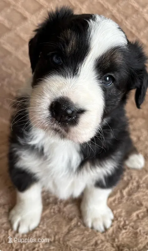 Black Tri Female 4, a female Australian Shepherd for sale in Cherryville, PA – Photo 1 of 2