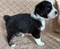 Black Tri Female 4, a female Australian Shepherd for sale in Cherryville, PA – Photo 2 of 2
