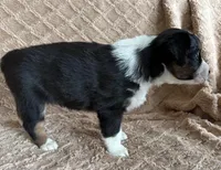 Black Tri Female 5, a female Australian Shepherd for sale in Cherryville, PA – Photo 2 of 2
