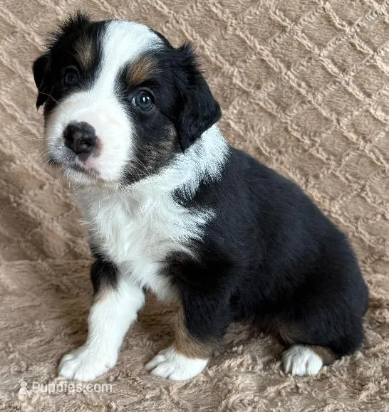 Black Tri Female 5, a female Australian Shepherd for sale in Cherryville, PA – Photo 1 of 2