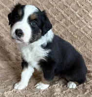 Black Tri Female 5, a female Australian Shepherd for sale in Cherryville, PA – Photo 1 of 2