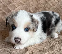 Blue Merle Male 1, a male Australian Shepherd for sale in Cherryville, PA – Photo 2 of 2