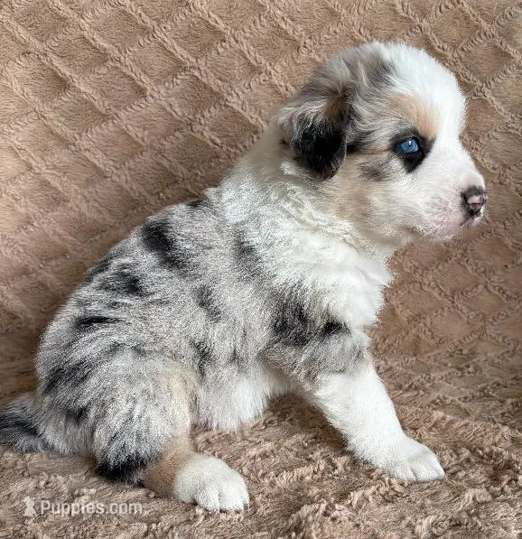 Blue Merle Male 1, a male Australian Shepherd for sale in Cherryville, PA – Photo 1 of 2