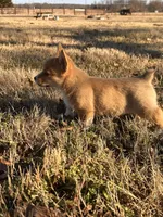 Rain , a female Pembroke Welsh Corgi for sale in Springfield, MO – Photo 4 of 5
