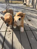 Rain , a female Pembroke Welsh Corgi for sale in Springfield, MO – Photo 2 of 5