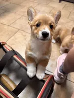 Rain , a female Pembroke Welsh Corgi for sale in Springfield, MO – Photo 1 of 5