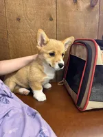 Rain , a female Pembroke Welsh Corgi for sale in Springfield, MO – Photo 5 of 5