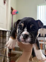 N/A, a female English Bulldog for sale in Clewiston, FL – 2 of 3