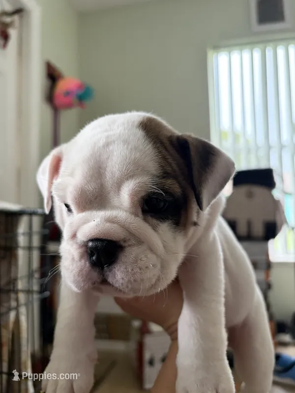 N/A – English Bulldog puppy for sale in Clewiston, FL