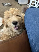 Chicken, a male Bernedoodle for sale in Brighton, CO – 9 of 10