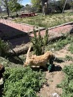 Chicken, a male Miniature Bernedoodle and Miniature Goldendoodle for sale in Brighton, CO – 10 of 10
