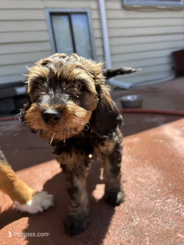Gater – Miniature Bernedoodle, Miniature Goldendoodle puppy for sale in Brighton, CO