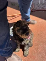 Gater, a male Miniature Bernedoodle and Miniature Goldendoodle for sale in Brighton, CO – 8 of 10