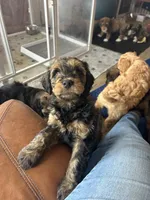 Gater, a male Miniature Bernedoodle and Miniature Goldendoodle for sale in Brighton, CO – 4 of 10