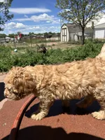 Chicken, a male Miniature Bernedoodle and Miniature Goldendoodle for sale in Brighton, CO – 9 of 10