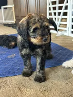 Gater, a male Miniature Bernedoodle and Miniature Goldendoodle for sale in Brighton, CO – 7 of 10