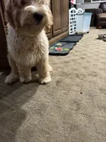 Chicken, a male Goldendoodle for sale in Brighton, CO – 9 of 10