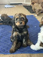 Gater, a male Miniature Bernedoodle and Miniature Goldendoodle for sale in Brighton, CO – 5 of 10
