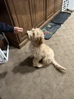 Chicken, a male Goldendoodle for sale in Brighton, CO – 10 of 10