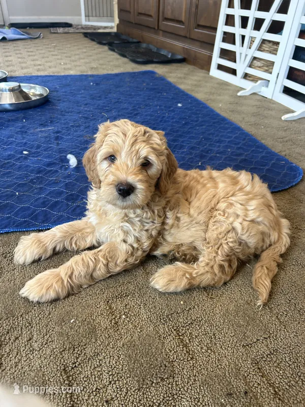 Chicken – Miniature Bernedoodle, Miniature Goldendoodle puppy for sale in Brighton, CO