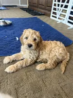 Chicken, a male Miniature Bernedoodle and Miniature Goldendoodle for sale in Brighton, CO – 3 of 10