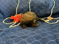 Gater, a male Miniature Bernedoodle and Miniature Goldendoodle for sale in Brighton, CO – Photo 2 of 2