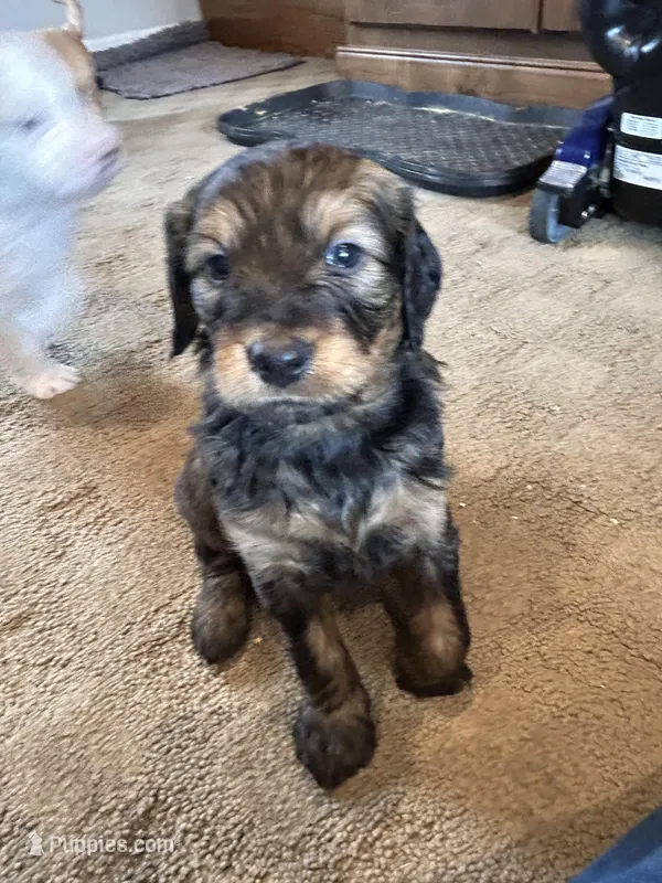 Gater – Miniature Bernedoodle, Miniature Goldendoodle puppy for sale in Brighton, CO