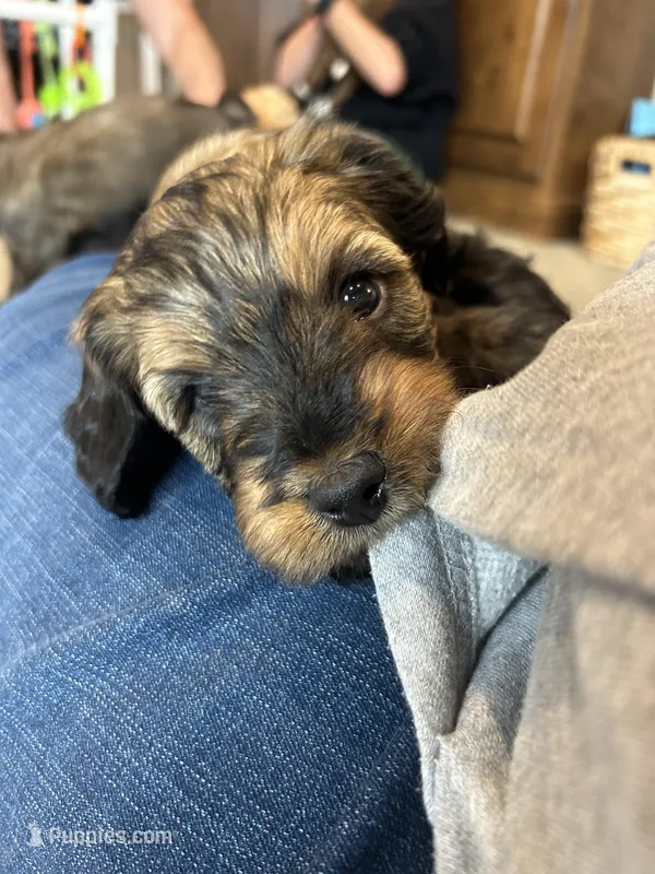 Gater – Miniature Bernedoodle, Miniature Goldendoodle puppy for sale in Brighton, CO