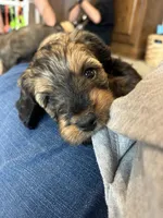 Gater, a male Miniature Bernedoodle and Miniature Goldendoodle for sale in Brighton, CO – 3 of 10