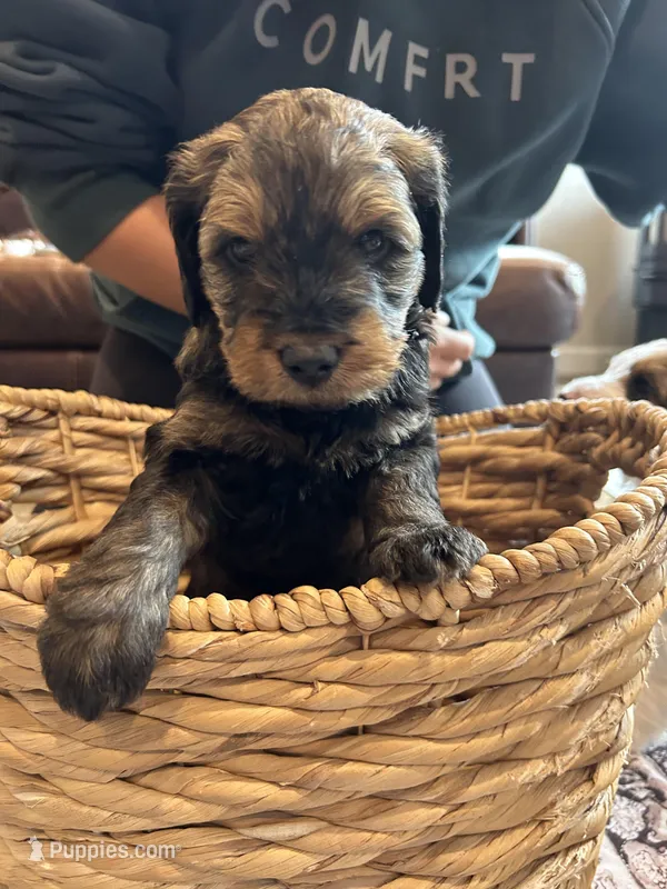Gater – Miniature Bernedoodle, Miniature Goldendoodle puppy for sale in Brighton, CO
