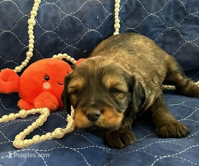 Gater – Miniature Bernedoodle, Miniature Goldendoodle puppy for sale in Brighton, CO