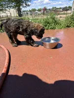 Gater, a male Miniature Bernedoodle and Miniature Goldendoodle for sale in Brighton, CO – 10 of 10
