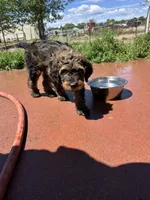 Gater, a male Miniature Bernedoodle and Miniature Goldendoodle for sale in Brighton, CO – 9 of 10