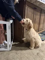 Chicken, a male Goldendoodle for sale in Brighton, CO – 8 of 10
