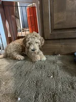 Chicken, a male Bernedoodle for sale in Brighton, CO – 8 of 10