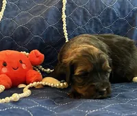 Bear, a male Miniature Bernedoodle and Miniature Goldendoodle for sale in Brighton, CO – Photo 1 of 2